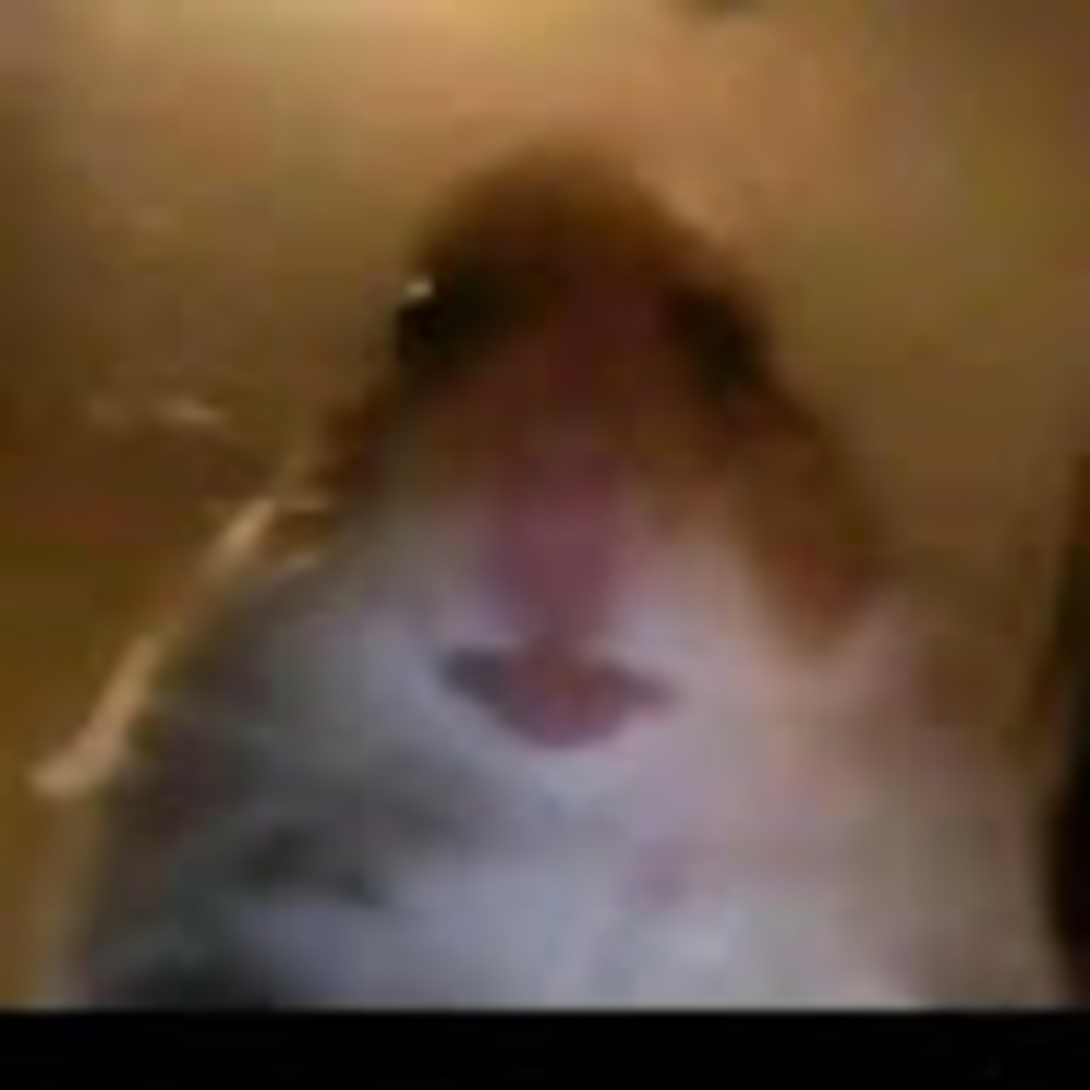 Meet your Posher, The wild